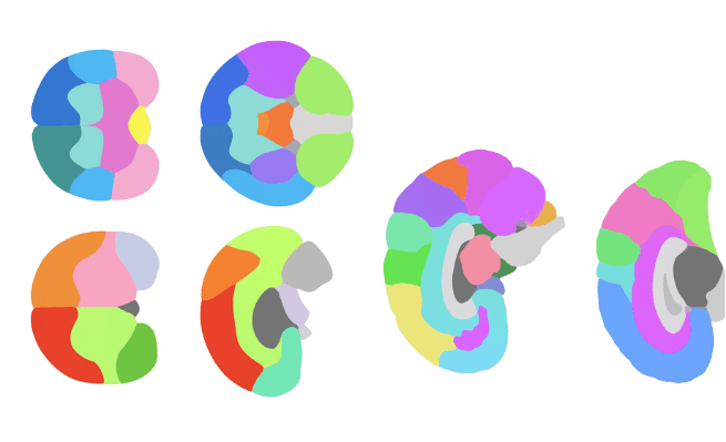 Topological turning points across the human lifespan